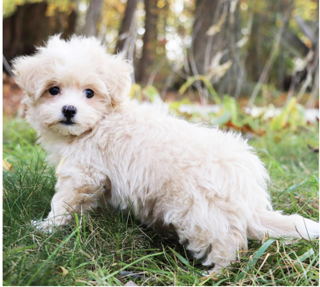 comprar cachorros sanos, baratos y asequibles para la venta